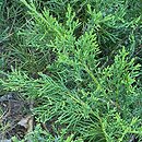 Juniperus horizontalis Wiltonii