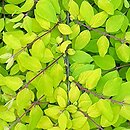 Symphoricarpos ×chenaultii Brain de Soleil