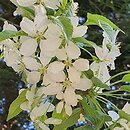 Malus Gorgeous