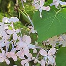 Syringa oblata var. dilatata