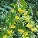 Berberis lempergiana (berberys Lemperga)