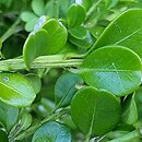 Buxus sinica (bukszpan koreański)