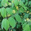 Lonicera demissa (suchodrzew wiotki)