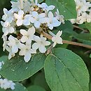 Viburnum carlesii var. bitchiuense (kalina biczyńska)