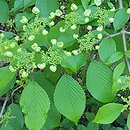 Viburnum plicatum Mariesii
