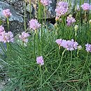 Armeria curvifolia (zawciąg krzywolistny)