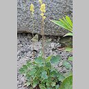 Heuchera parvifolia (żurawka drobnolistna)