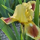 Iris hort. Milano