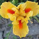Iris hort. Marksman