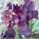 Iris hort. Can't Wait