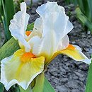 Iris hort. Lumalite