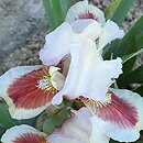Iris hort. Red Heart