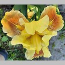 Iris hort. Pink Pele
