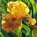 Iris hort. Bistro