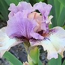 Iris hort. Palaver