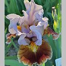 Iris hort. Man's Best Friend