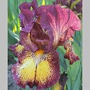 Iris hort. Tripod