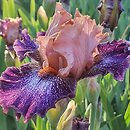 Iris hort. Flying Circus