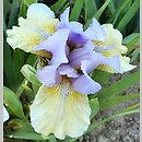 Iris hort. Fast Forward