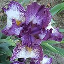 Iris hort. Prince of Burgundy