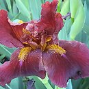 Iris hort. Red Zinger