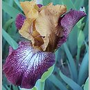 Iris hort. Broadway Baby