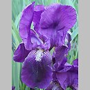 Iris hort. Eleanor Roosevelt