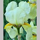 Iris hort. Helge