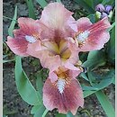Iris pumila Trusty Rusty