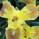Iris hort. Rabbits Foot