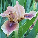 Iris hort. Cimarron Rose