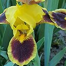 Iris hort. Hot