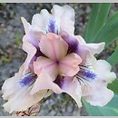 Iris hort. Chanted