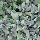 Salvia officinalis Purpurascens