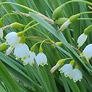 Leucojum aestivum (śnieżyca letnia)