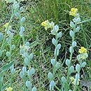 Fibigia clypeata (fibigia tarczowata)