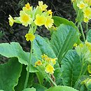 Primula veris ssp. columnae