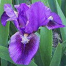 Iris hort. Double Lament
