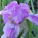 Iris hort. Fairy Ballet