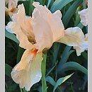 Iris hort. Lenna M
