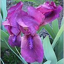 Iris hort. Cherry Garden