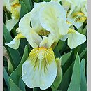 Iris hort. Forest Light