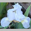 Iris hort. Hilmteich