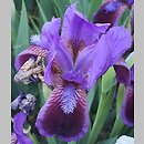Iris hort. Derring-Do