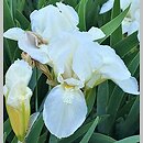 Iris hort. Lilli-White