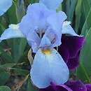 Iris hort. Small Wonder