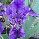 Iris hort. Little Shadow