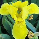 Iris hort. Baria