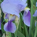Iris hort. Walhalla