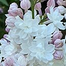 Syringa vulgaris Krasawica Moskwy